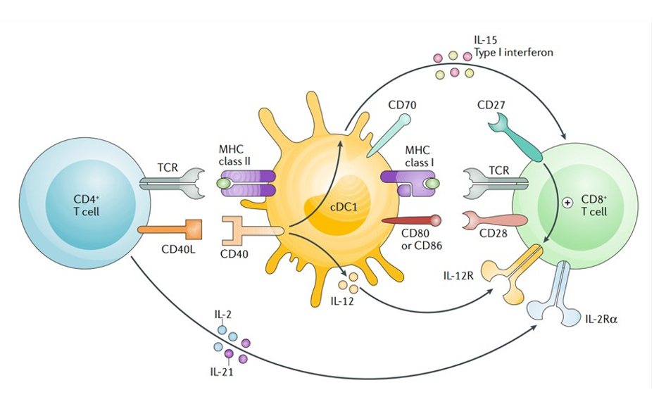 غربالگری در مقیاس ژنوم برای محرک‌های مصنوعی تکثیر سلول‌های T